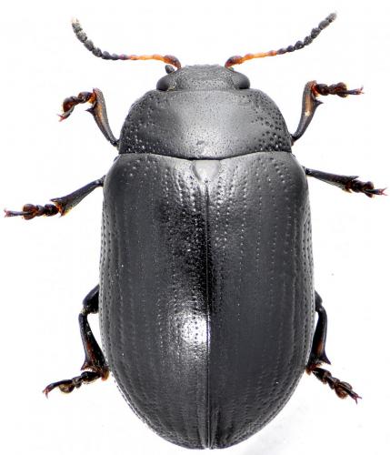 Gonioctena linnaeana