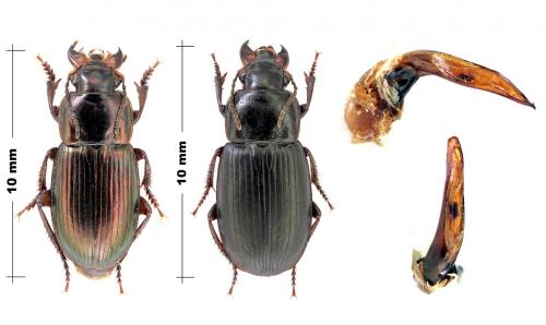 Harpalus smyrnensis raddei