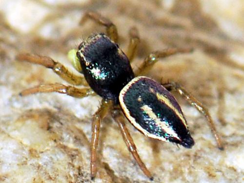 Réf. 129 781 : Heliophanus melinus