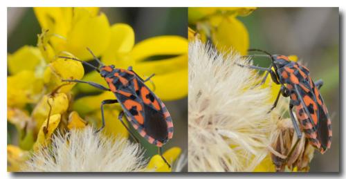Réf. 129 929 : Spilostethus saxatilis
