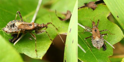 Himacerus apterus