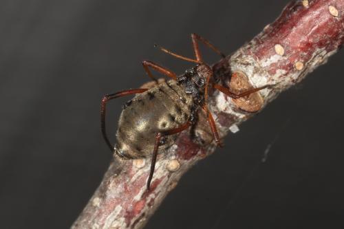 Lachnus roboris