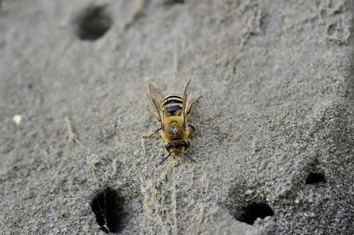 Colletes sp.