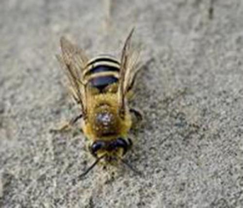 Colletes sp.
