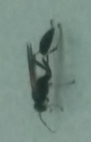 Sceliphron sp.