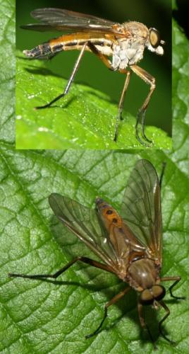 Réf. 129 063 : Rhagio tringarius