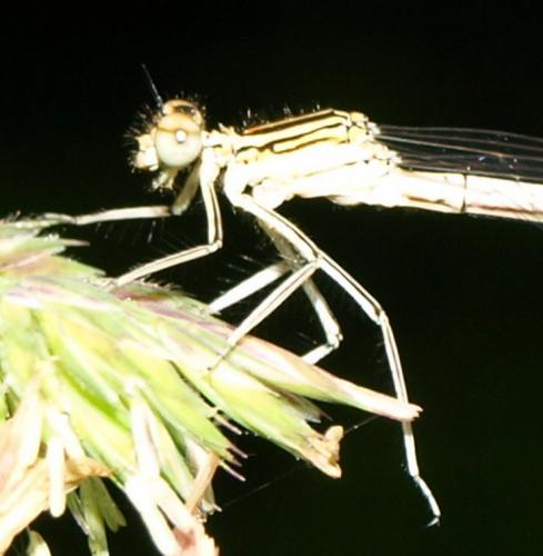 Réf. 129 075 : Platycnemis acutipennis