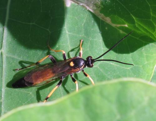 Réf. 129 993 : Ichneumoninae inconnu