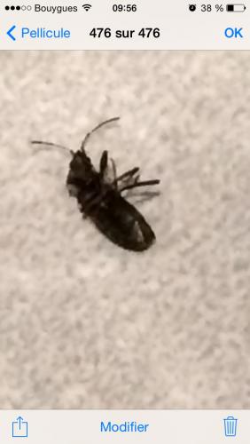 Rhyparochromus vulgaris