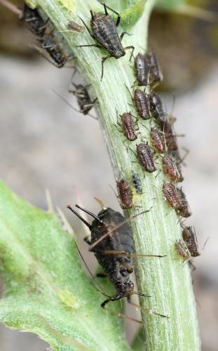 Uroleucon cirsii