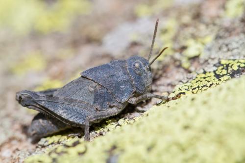 Réf. 129 196 : Oedipoda sp.