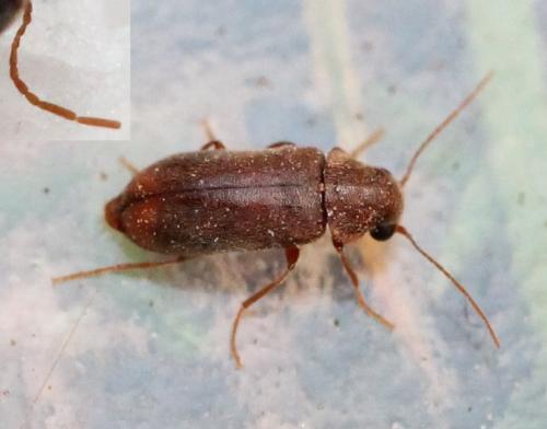 Réf. 129 854 : Ernobius sp.