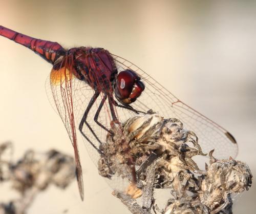 Trithemis annulata