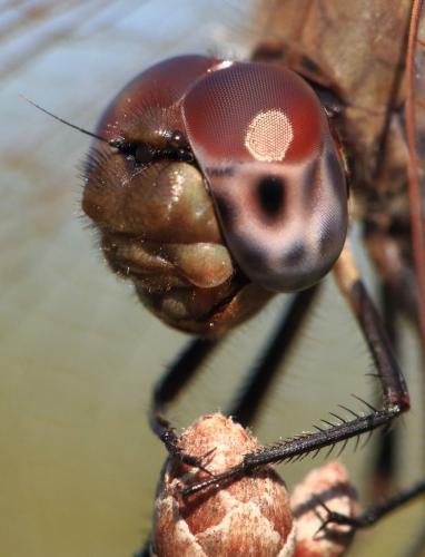 Trithemis annulata