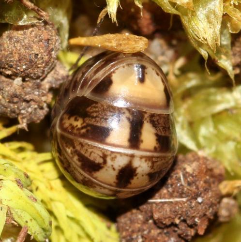 Glomeris ligurica