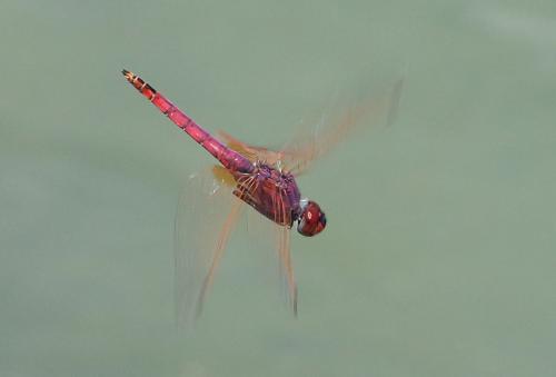 Réf. 129 018 : Trithemis annulata