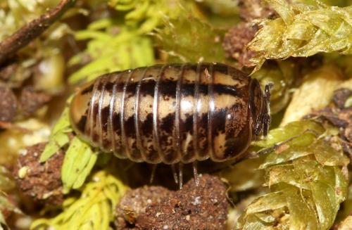 Glomeris ligurica