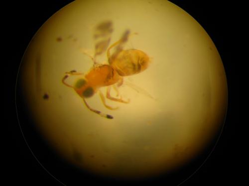 Réf. 129 016 : Microterys sp.