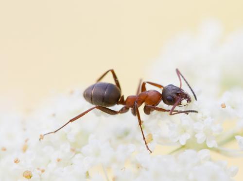 Formica (clara-rufibarbis)