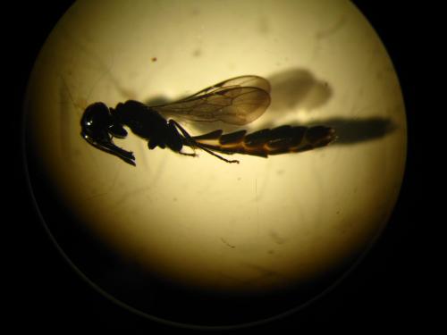Trypoxylon sp.
