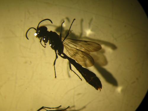 Trypoxylon sp.