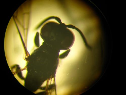 Trypoxylon sp.