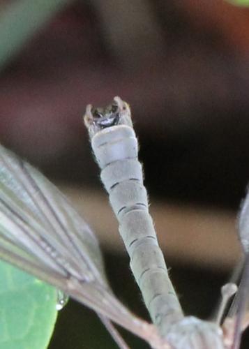 Tipula sp.