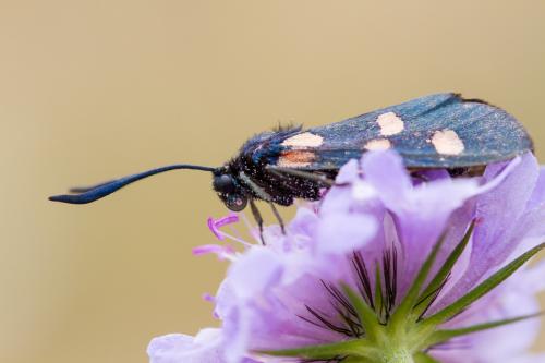 Zygaena sp.