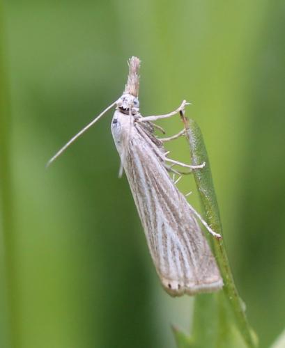 Réf. 129 120 : Chrysoteuchia culmella
