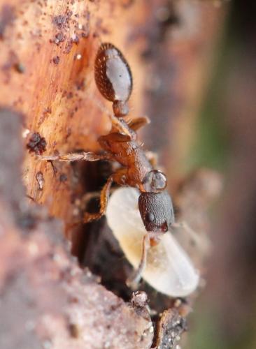 Leptothorax acervorum