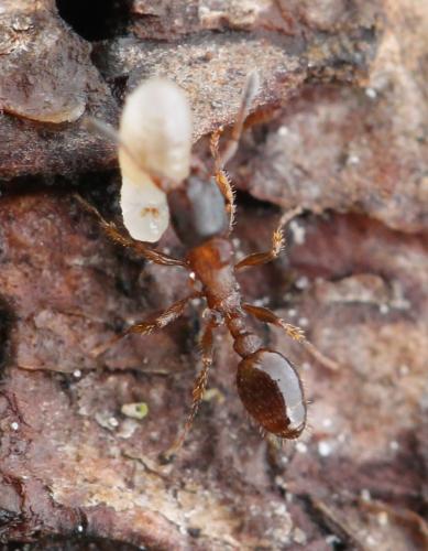 Leptothorax acervorum