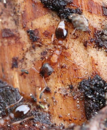 Leptothorax acervorum