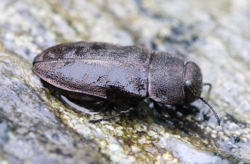 Réf. 129 805 : Anthaxia nigritula