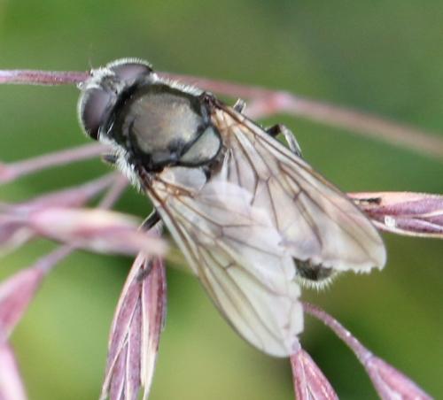 Réf. 129 980 : Cheilosia vulpina