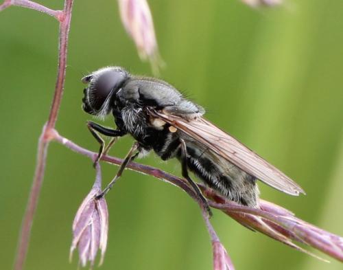 Cheilosia vulpina