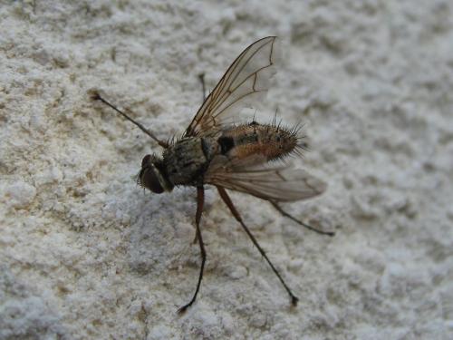 Dexia rustica