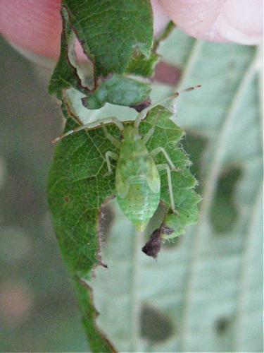 Pantilius tunicatus