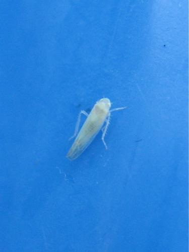 Edwardsiana sp.