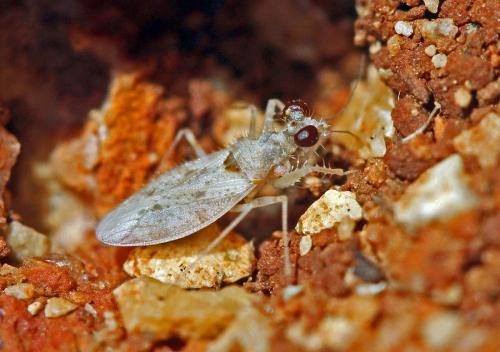 Leptopus marmoratus