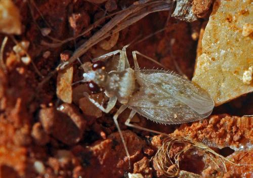 Leptopus marmoratus