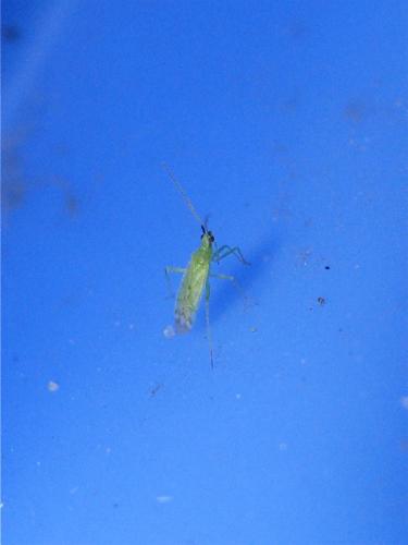 Macrolophus sp.