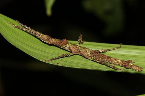 Lamponius guerini