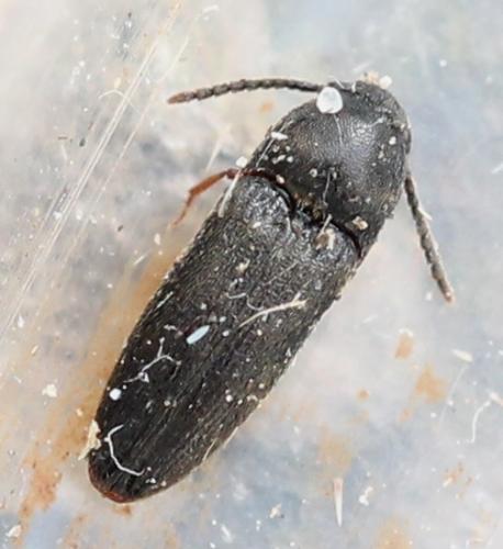 Réf. 129 662 : Hylis sp.