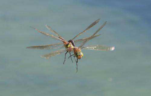 Anax parthenope