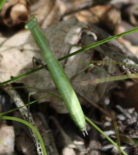 Mantis religiosa