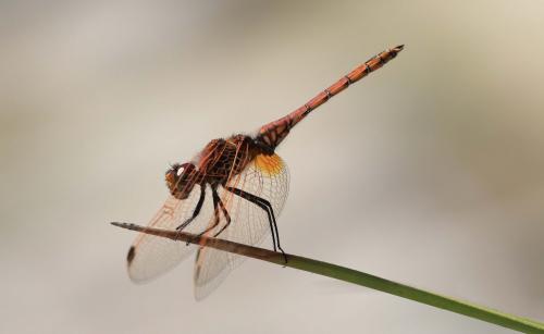 Réf. 129 429 : Trithemis annulata