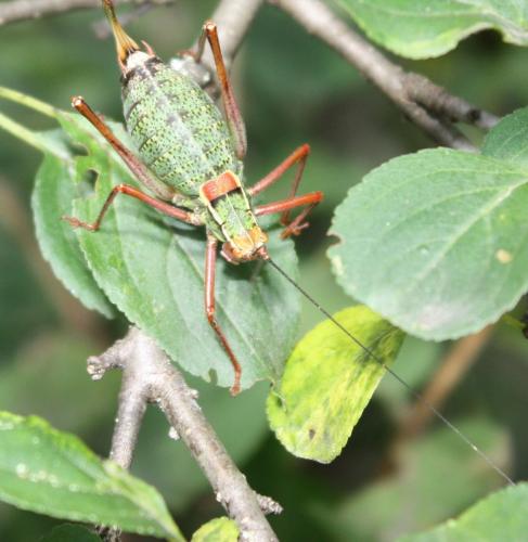 Barbitistes serricauda