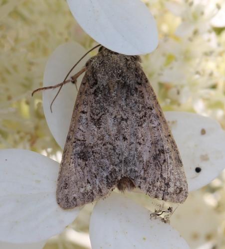 Anarta trifolii