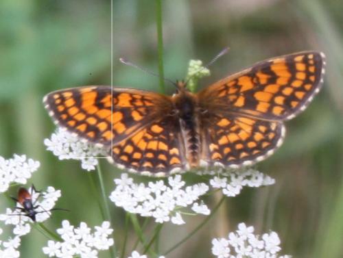 Melitaea athalia celadussa