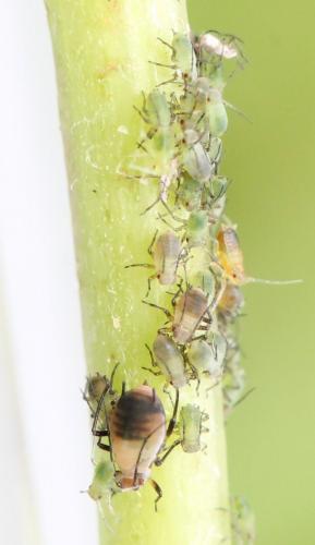 Réf. 129 822 : Metopeurum fuscoviride